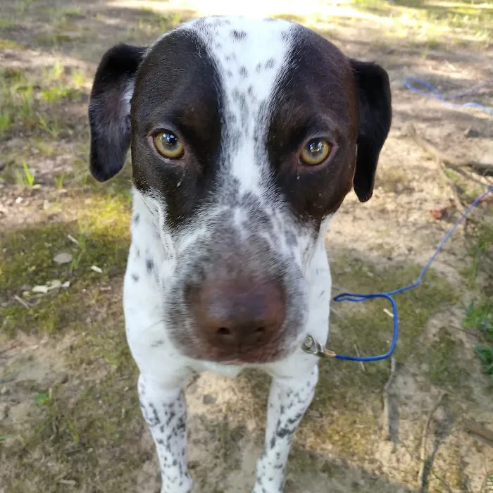 Sparkman Animal Clinic Picture 8