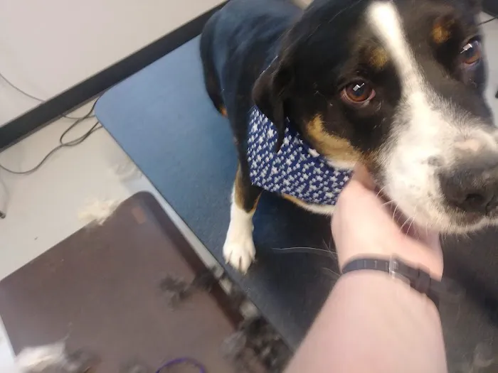 South Lake Veterinary Clinic Picture 4