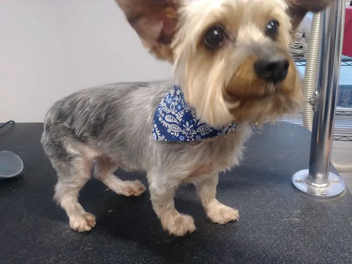 South Lake Veterinary Clinic Picture 3