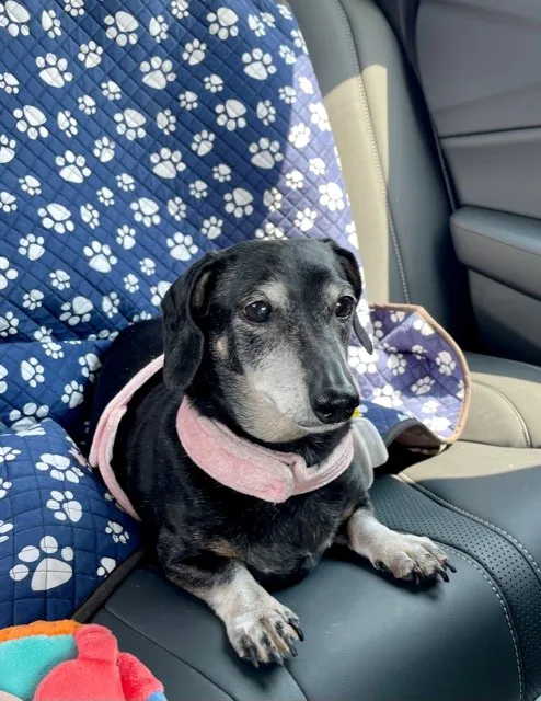 South Lake Veterinary Clinic Picture 1