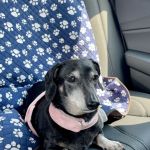 South Lake Veterinary Clinic