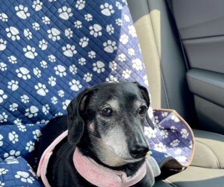 South Lake Veterinary Clinic