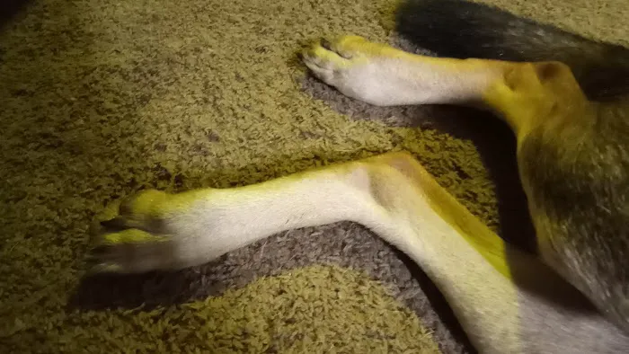 South Lake Veterinary Clinic Picture 5