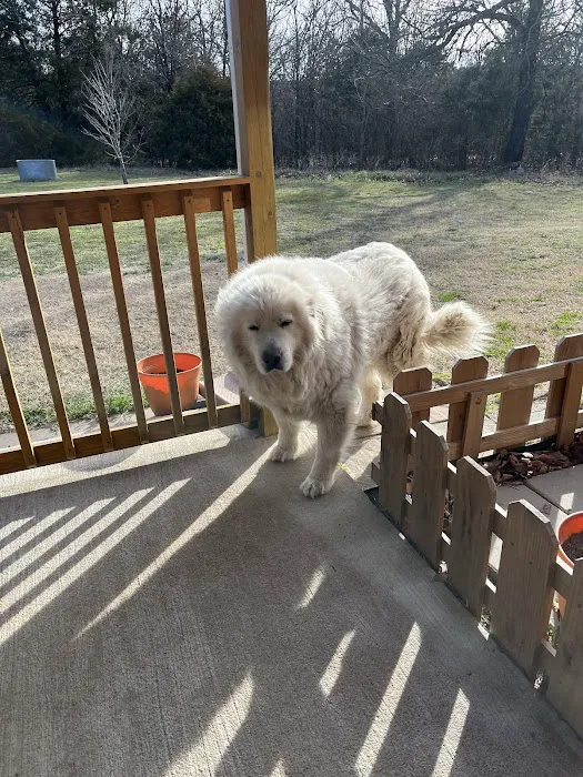 South Lake Veterinary Clinic Picture 9