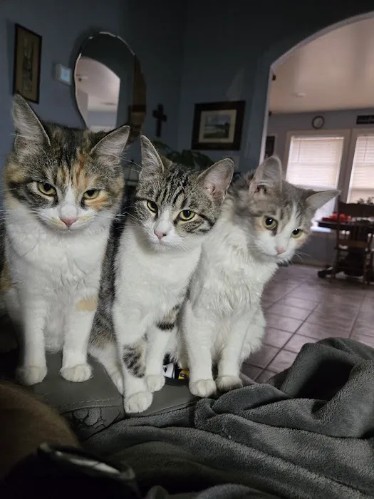 South Lake Veterinary Clinic Picture 10