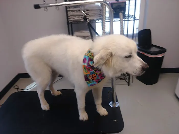 South Lake Veterinary Clinic Picture 6