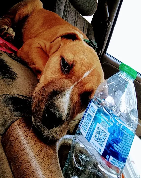 River Trail Animal Hospital and Pet Lodge - Bixby Picture 4