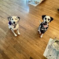 River Trail Animal Hospital and Pet Lodge - Bixby ico