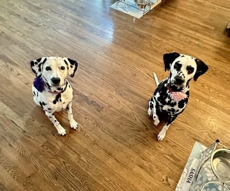 River Trail Animal Hospital and Pet Lodge - Bixby