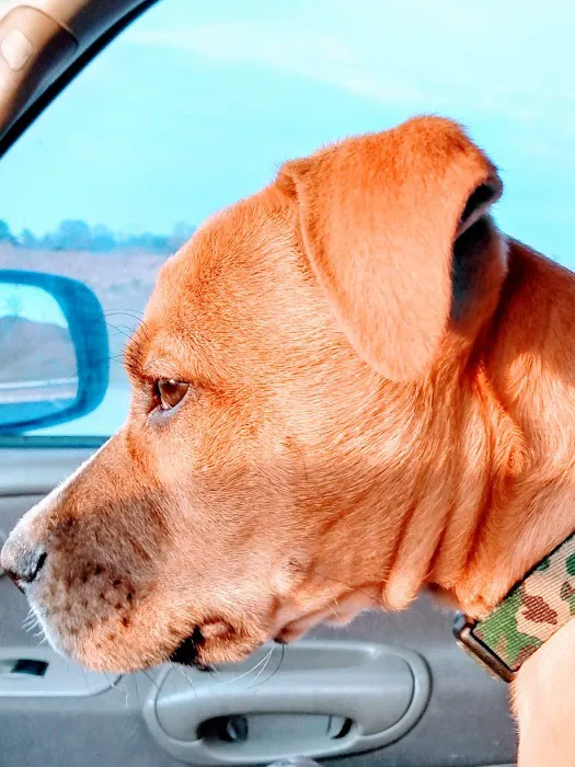 River Trail Animal Hospital and Pet Lodge - Bixby Picture 6