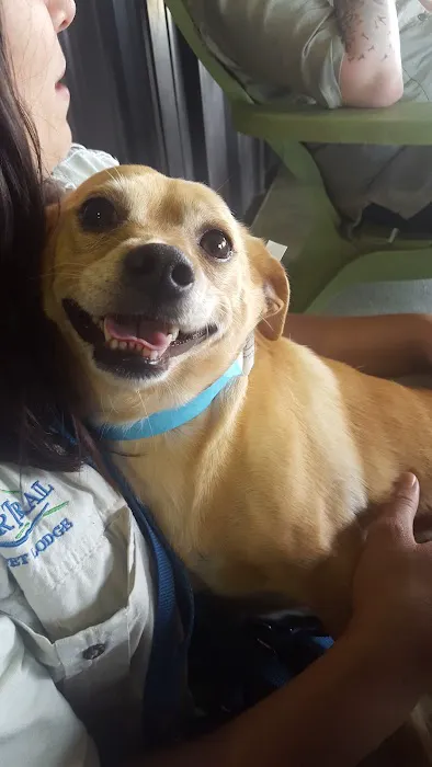 River Trail Animal Hospital and Pet Lodge - Bixby Picture 9