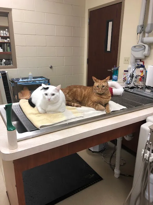 Care Animal Hospital Picture 1