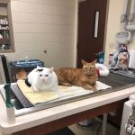 Care Animal Hospital