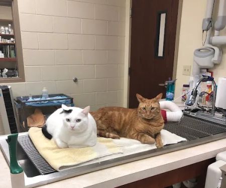 Care Animal Hospital