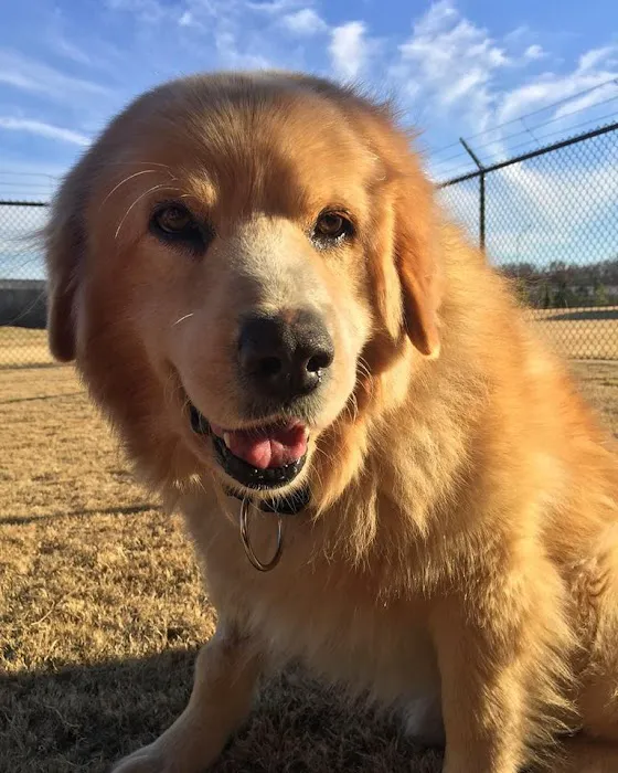 Care Animal Hospital Picture 5