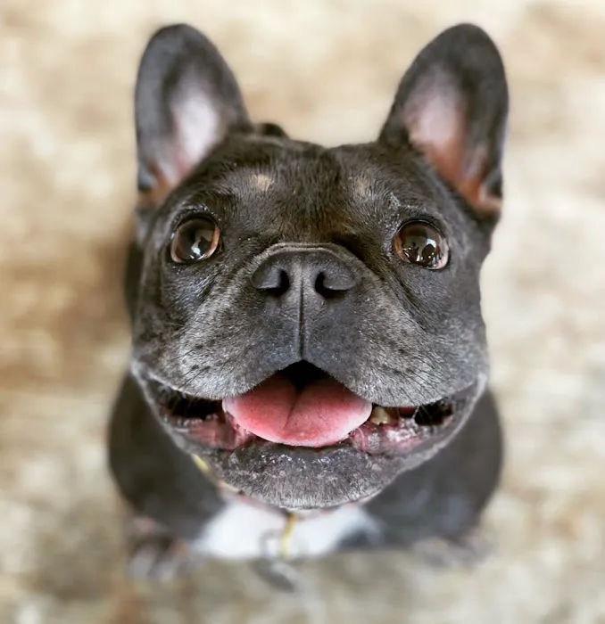 Care Animal Hospital Picture 6