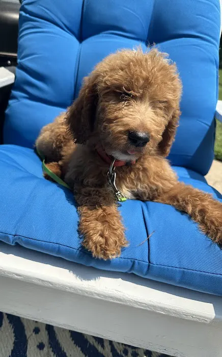 Care Animal Hospital Picture 3