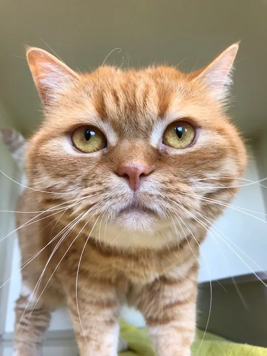 Care Animal Hospital Picture 7