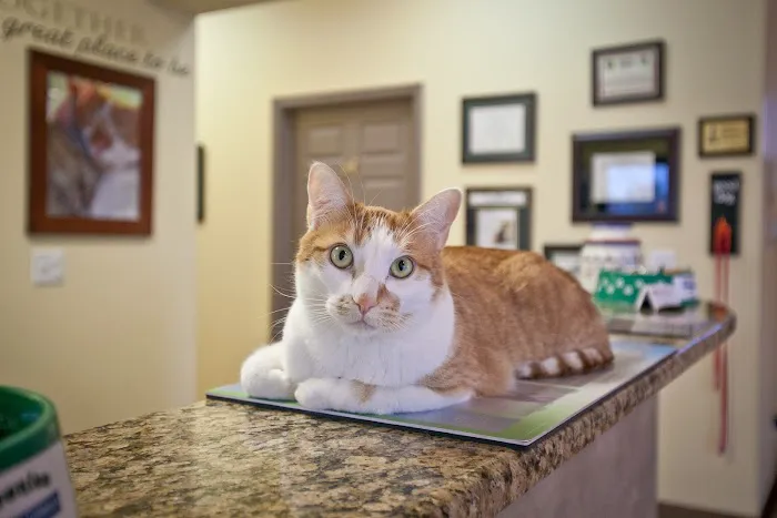 Kindness Animal Hospital Picture 1