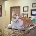 Kindness Animal Hospital