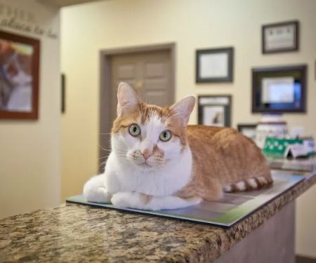 Kindness Animal Hospital