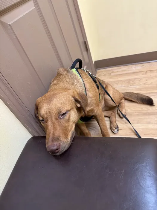 Kindness Animal Hospital Picture 6