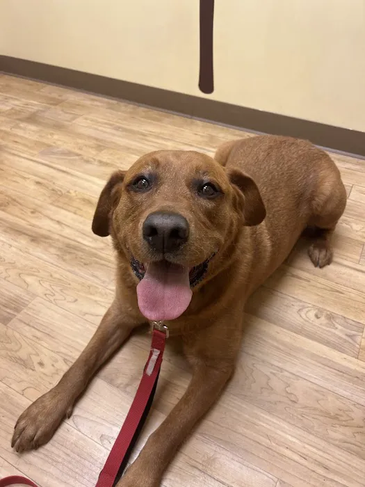 Kindness Animal Hospital Picture 3