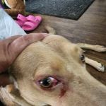 Banfield Pet Hospital