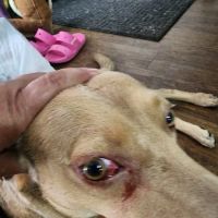 Banfield Pet Hospital ico