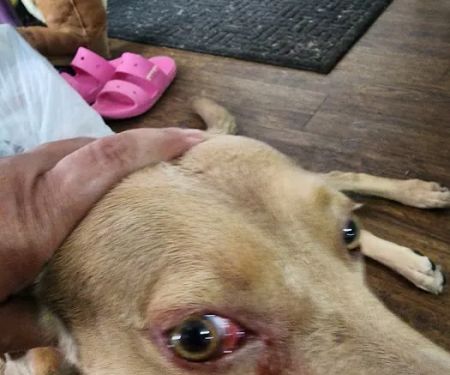 Banfield Pet Hospital