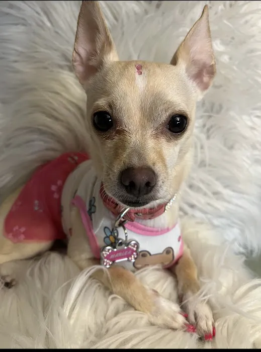 Banfield Pet Hospital Picture 6