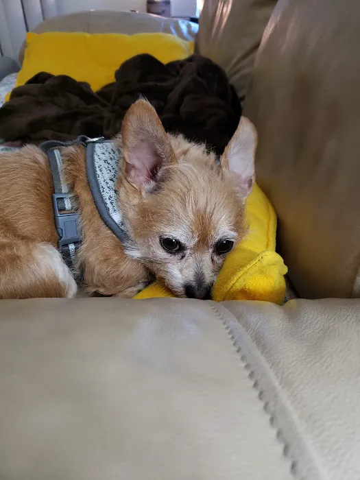 Banfield Pet Hospital Picture 9