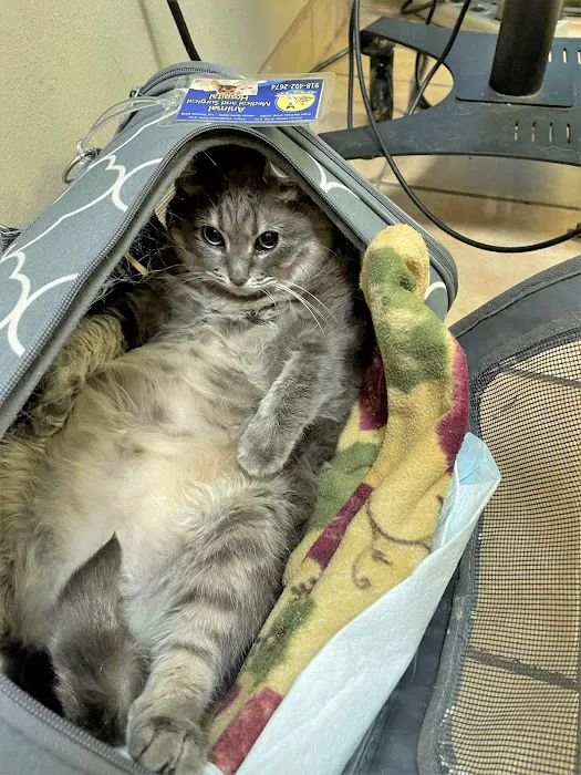 Animal Medical and Surgical Hospital Picture 6