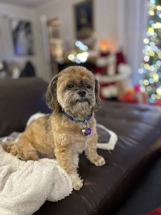 Animal Medical and Surgical Hospital Picture 3