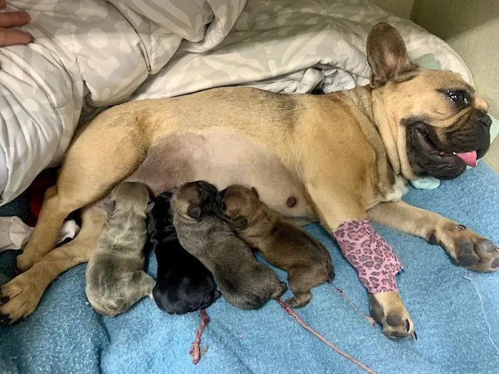 Animal Medical and Surgical Hospital Picture 8