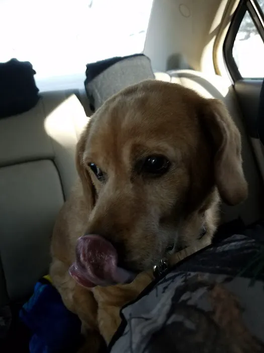 VCA Woodland Central Animal Hospital Picture 2