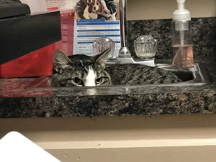 VCA Woodland Central Animal Hospital Picture 4