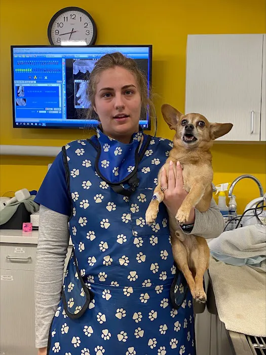 VCA Woodland Central Animal Hospital Picture 8