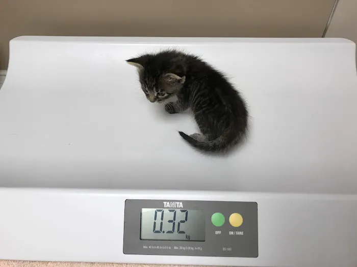 VCA Woodland Central Animal Hospital Picture 6