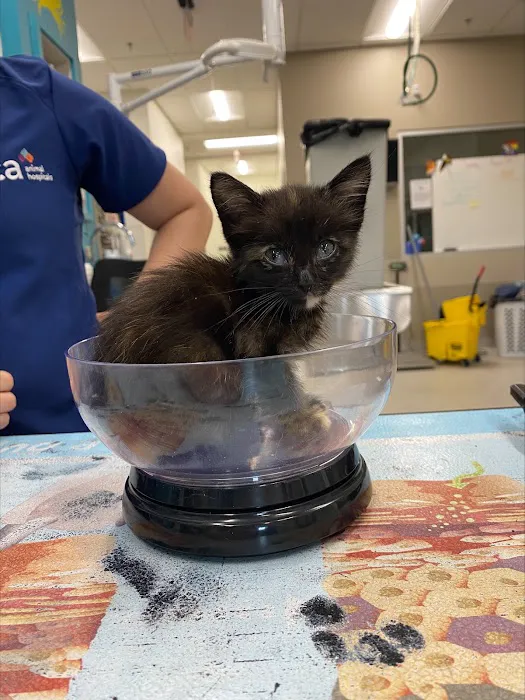 VCA Woodland Central Animal Hospital Picture 7