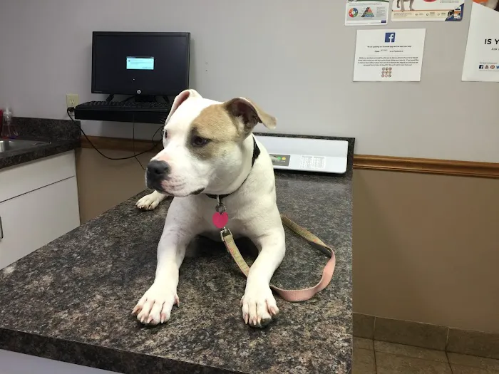 VCA Woodland Central Animal Hospital Picture 9