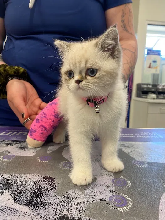 VCA Woodland Central Animal Hospital Picture 10