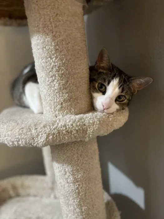 Vetco Total Care Animal Hospital Picture 2