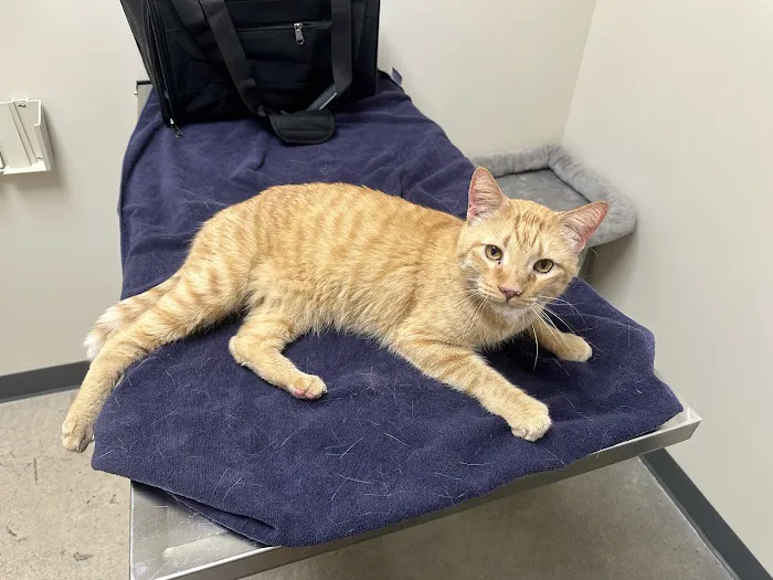 Vetco Total Care Animal Hospital Picture 4