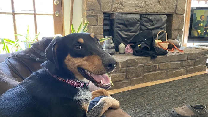 Veterinary Associates Picture 3