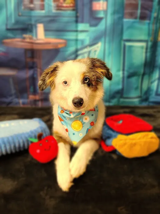 Veterinary Associates Picture 1