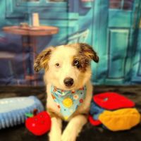 Veterinary Associates ico