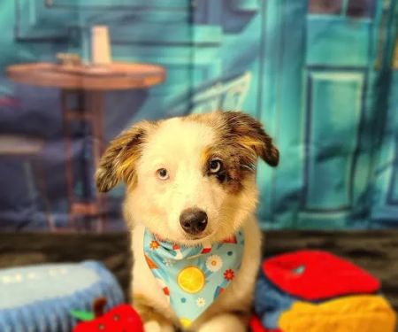 Veterinary Associates