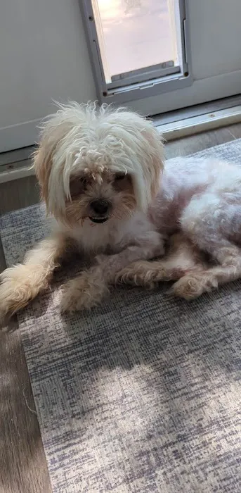 Veterinary Associates Picture 4