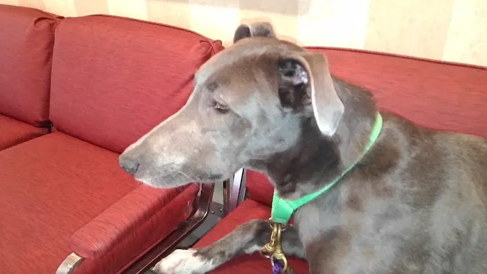 Veterinary Associates Picture 8